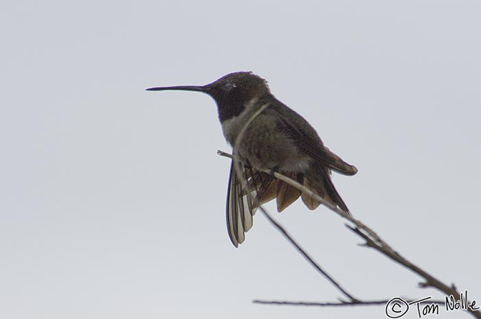 Canyonlands_20080525_130840_217_2X.jpg - A black-chinned hummingbird unfurls its wings and prepares to fly.  St. George Utah.