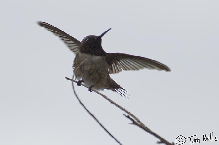 Canyonlands_20080525_130842_218_2X.jpg - The black-chinned hummingbird gets airborne.  St. George Utah.