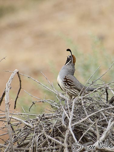 Canyonlands_20080525_132058_306_2X.jpg - A male quail belts out a song near the Virgin River in St. George Utah.