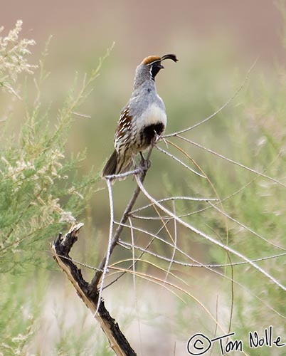 Canyonlands_20080525_132310_337_2X.jpg - A Gambel's Quail perches on a branch near the banks of the Virgin River in St. George Utah.