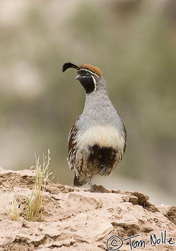 Canyonlands_20080525_132948_400_2X.jpg - A Gambel's Quail sits on a rock along the bank of the Virgin River in St. George Utah.