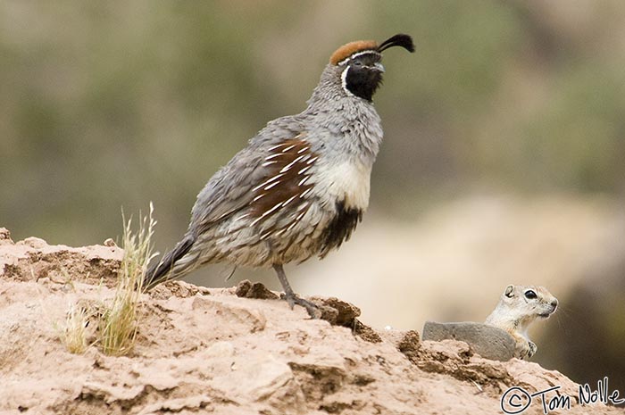 Canyonlands_20080525_133046_421_2X.jpg - A Gambel's Quail and a small rodent share a rock in St. George Utah.