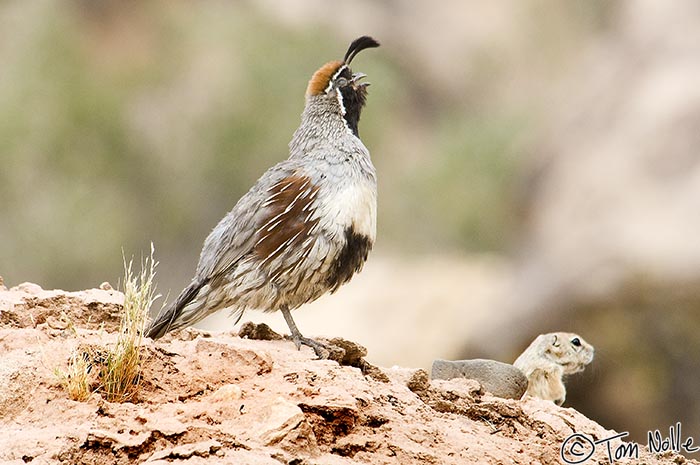 Canyonlands_20080525_133210_452_2X.jpg - A quail seems to be singing to this small rodent in St. George Utah.