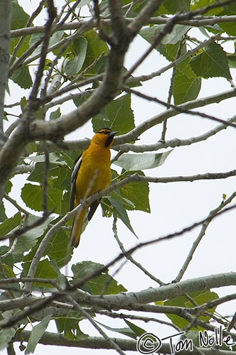 Canyonlands_20080525_142228_535_2X.jpg - A Northern Oriole perches in a tree in a park in St. George Utah.