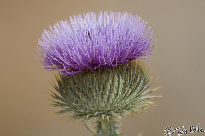 Canyonlands_20080525_170512_552_2X.jpg - A thistle in a park in St. George Utah.