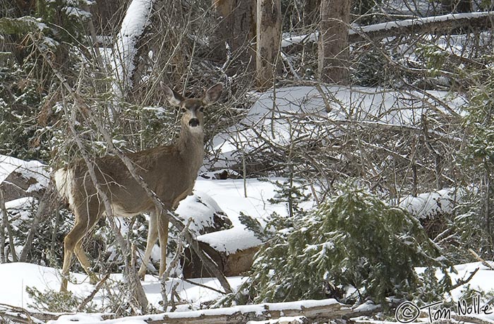 Canyonlands_20080526_122154_572_2X.jpg - A mule deer poses in the usual way at a snowy forest edge.  Dixie National Forest Utah.