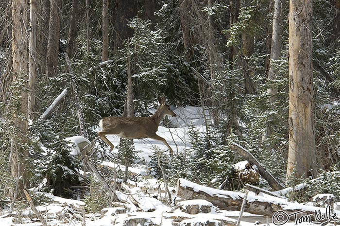 Canyonlands_20080526_122202_575_2X.jpg - A mule deer leaps over a log in the snowy forest edge on the way from St. George Utah to Bryce Canyon.