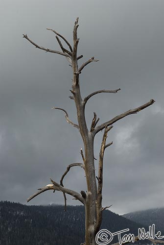 Canyonlands_20080526_123142_623_20.jpg - Lighting and texture combine to create a stark contrast of tree and cloud.  Navajo Lake Utah.