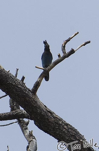 Canyonlands_20080526_133654_653_2X.jpg - A colorful kind of jay found regularly in this area, between Navajo Lake and Bryce Canyon Utah.