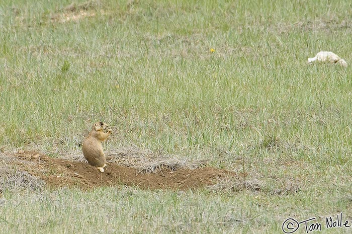 Canyonlands_20080526_164352_714_2X.jpg - A prairie dog munches on something tasty (at least to him) in a meadow in Bryce Canyon Utah.