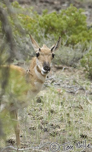 Canyonlands_20080526_165732_806_2X.jpg - A pronghorn checks out the tourists from behind a branch.  Bryce Canyon Utah.