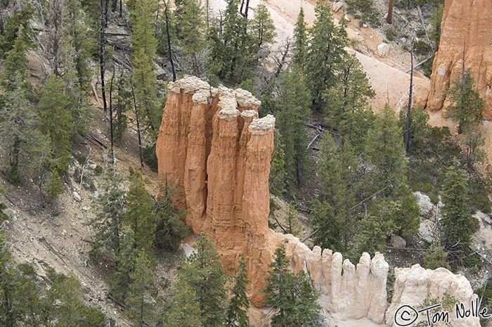 Canyonlands_20080526_171502_891_2X.jpg - Red hoodoos cluster almost like marine growth near Sunset Point in Bryce Canyon Utah.