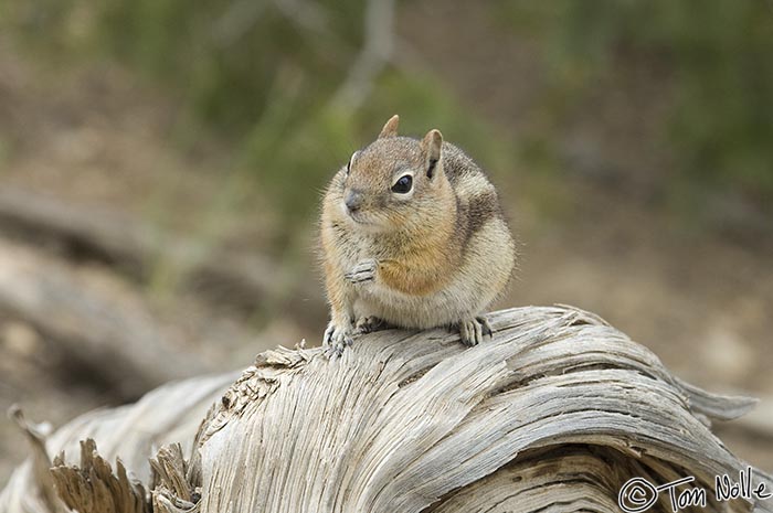 Canyonlands_20080526_174742_997_2X.jpg - This critter doesn't have the facial stripes so it's a ground squirrel.  Bryce Canyon Utah.