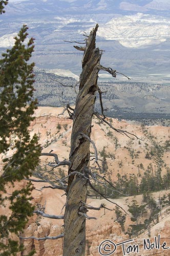 Canyonlands_20080526_175312_054_2X.jpg - A dead tree shows the signs of a bark beetle infestation.  Bryce Canyon Utah.