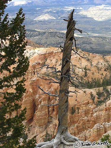 Canyonlands_20080526_175354_424_S.jpg - A dead tree hangs on the very edge of Bryce Canyon Utah.