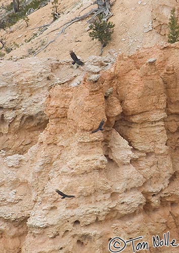 Canyonlands_20080526_175804_085_2X.jpg - Three vultures ride thermals below the rim in Bryce Canyon Utah.