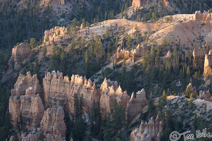 Canyonlands_20080527_082422_202_2X.jpg - The sunrise gleams off the tops of hoodoos in Bryce Canyon Utah.