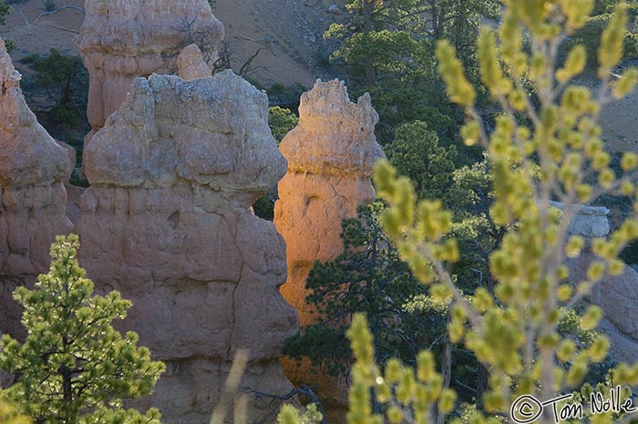 Canyonlands_20080527_083222_247_2X.jpg - The sun peeks around the corner of a rocky spire to light the trees at the rim of Bryce Canyon Utah.