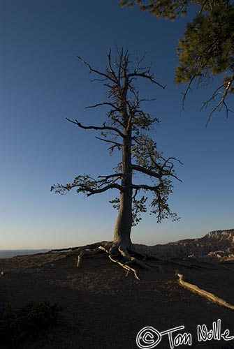 Canyonlands_20080527_084120_764_20.jpg - A tree on the rim of the canyon is rimed in light from the rising sun.  Bryce Canyon Utah.