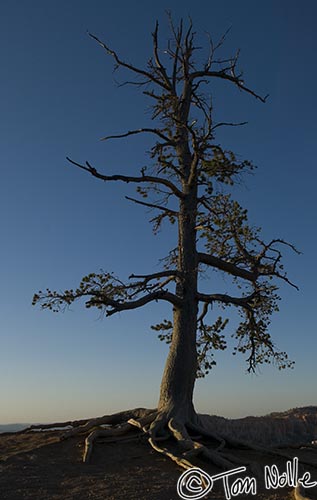 Canyonlands_20080527_084124_766_20.jpg - An old tree, barely alive, still glows in the sunrise of Bryce Canyon Utah.