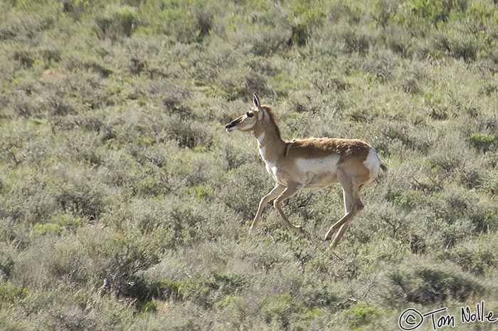 Canyonlands_20080527_112516_333_2X.jpg - A pronghorn trots through brush near the airport that serves Bryce Canyon Utah.