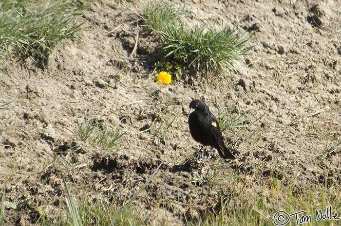 Canyonlands_20080527_115620_385_2X.jpg - This blackbird has found a nesting area near a muddy pond by the airport.  Bryce Canyon Utah.