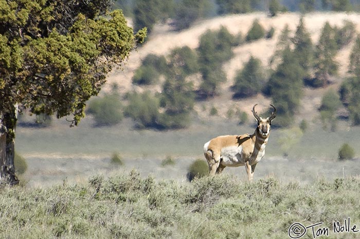 Canyonlands_20080527_120936_396_2X.jpg - A male pronghorn stands and watches as we drive by.  Bryce Canyon Utah.