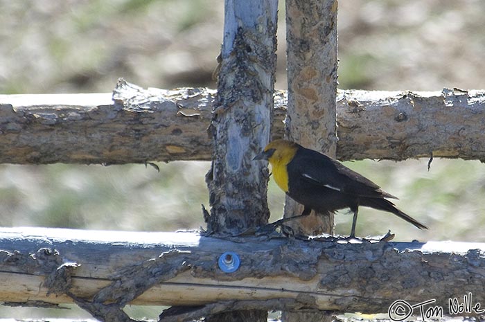 Canyonlands_20080527_121534_417_2X.jpg - A colorful blackbird scampers along a rail fence near Bryce Canyon Utah.