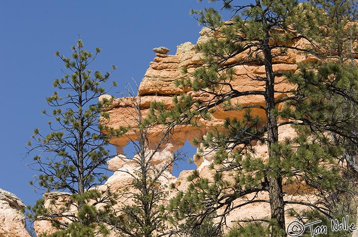 Canyonlands_20080527_125630_463_2X.jpg - Evergreens frame an attractive formation of rocks and keyholes.  Bristlecone Loop Trail, near Bryce Canyon Utah.