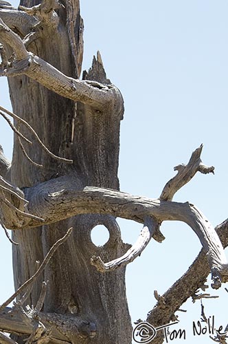 Canyonlands_20080527_171848_512_2X.jpg - The dead trees along the canyon rim, likely victims of lightning strikes, are their own special kind of art.  Bryce Canyon Utah.