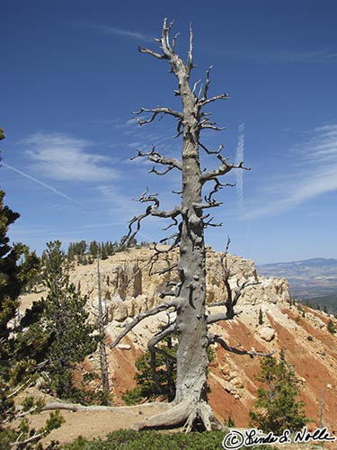 Canyonlands_20080527_172028_435_S.jpg - This dead tree is a contrast in smoothness and knobbiness.  Bryce Canyon Utah.