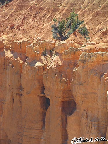 Canyonlands_20080527_172220_437_S.jpg - Two caves in the wall of the canyon look like eyes, which would make the trees a bit of scruffy hair!  Bryce Canyon Utah.