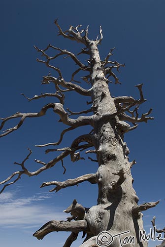 Canyonlands_20080527_172510_996_20.jpg - A dead tree against a beautiful sky in Bryce Canyon Utah.