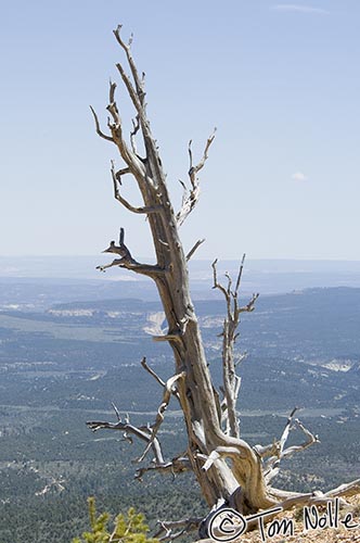 Canyonlands_20080527_172518_516_2X.jpg - Since this tree is dead it's not at much risk, but the position is sure looking insecure!  Bryce Canyon Utah.