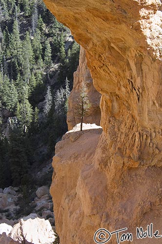 Canyonlands_20080527_184042_528_2X.jpg - Does this little guy wish he were back with his buddies in the distance?  Natural Bridge, Bryce Canyon Utah.