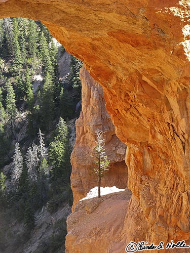 Canyonlands_20080527_184358_439_S.jpg - A small tree finds a foothold on a ledge in the famous Natural Bridge.  Bryce Canyon Utah.