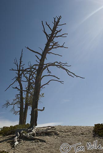 Canyonlands_20080528_120230_044_20.jpg - A dead tree leans seemingly into a sumbeam.  Bryce Canyon Utah.