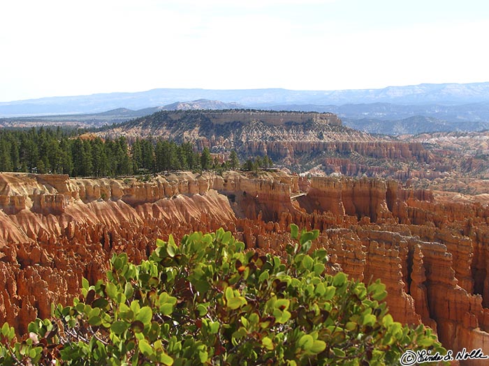 Canyonlands_20080528_120520_442_S.jpg - A nearby bush just adds scale to the magnificent panorma that is Bryce Canyon Utah.