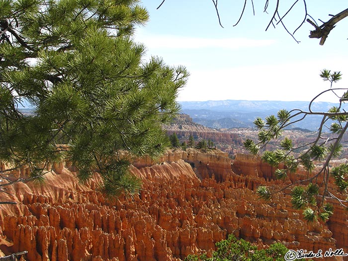 Canyonlands_20080528_121054_443_S.jpg - Evergreens on the rim frame the famous red hoodoos of Bryce Canyon Utah.