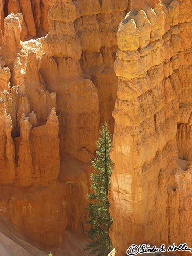 Canyonlands_20080528_121356_444_S.jpg - A tree peeks out from behind some hoodoos inside Bryce Canyon Utah.