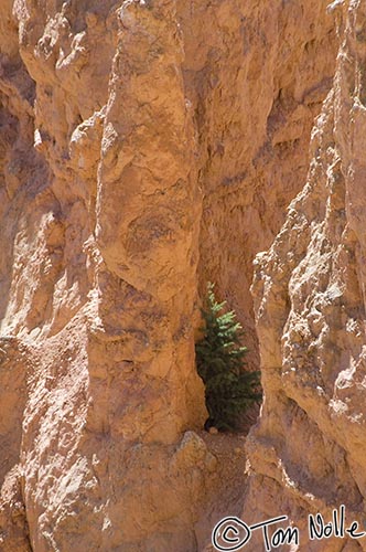 Canyonlands_20080528_122118_623_2X.jpg - A small evergreen sapling grows in a very unlikely spot in Bryce Canyon Utah.