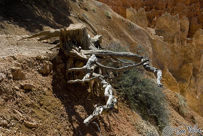 Canyonlands_20080528_123142_051_20.jpg - The roots of a dead tree long cut away by rangers form an abstract pattern against the loose rock at the rim of Bryce Canyon Utah.