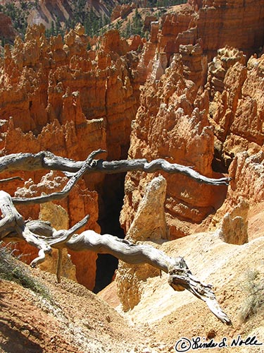 Canyonlands_20080528_123252_445_S.jpg - Roots from a dead tree stand out as gray lines against the red rock of Bryce Canyon Utah.