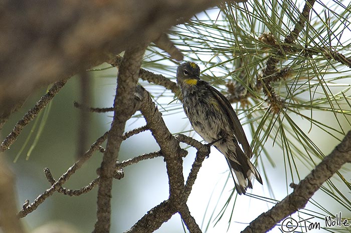 Canyonlands_20080528_131916_672_2X.jpg - A young yellow-rumped warbler ("butter-butt") in Bryce Canyon Utah.