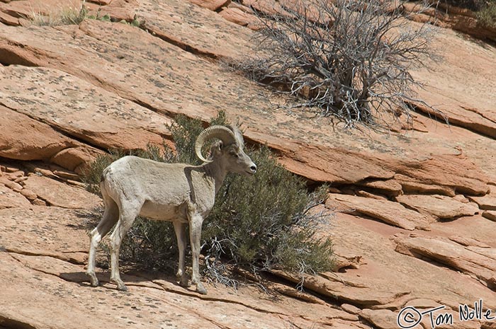 Canyonlands_20080528_171706_795_2X.jpg - A large ram grazes on some less-dry shrubs in Zion National Park, Utah.