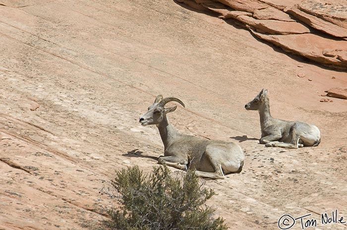 Canyonlands_20080528_171852_827_2X.jpg - This doesn't look like a comfortable spot to rest, but this bighorn ewe and her calf seem to like it.  Zion National Park, Utah.