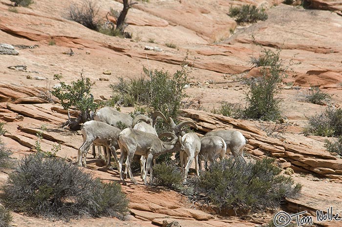 Canyonlands_20080528_171934_831_2X.jpg - There's something good that's bringing all these bighorn sheep to one spot.  Zion National Park, Utah.