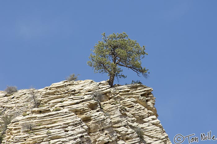 Canyonlands_20080528_172042_836_2X.jpg - A lone but apparently established tree sits atop a peak near the entrance to Zion National Park, Utah.