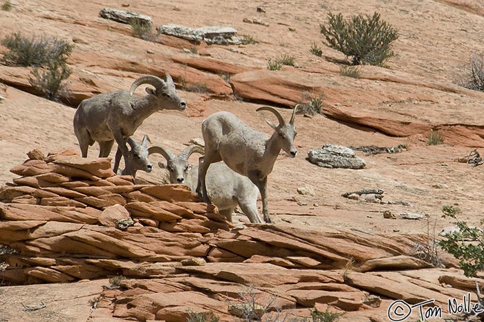 Canyonlands_20080528_172224_844_2X.jpg - This ram and ewe are probably not playing tag.  Zion National Park, Utah.