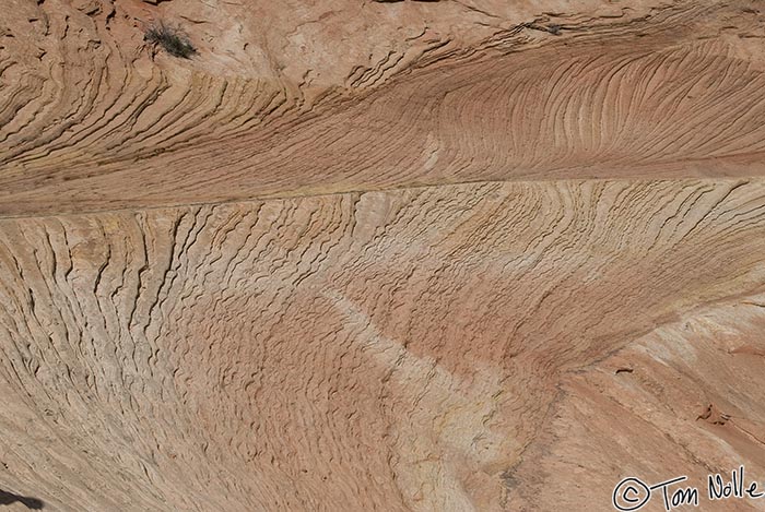 Canyonlands_20080528_173640_081_20.jpg - These incredible swirls were sculpted by blowing sand.  Zion National Park, Utah.